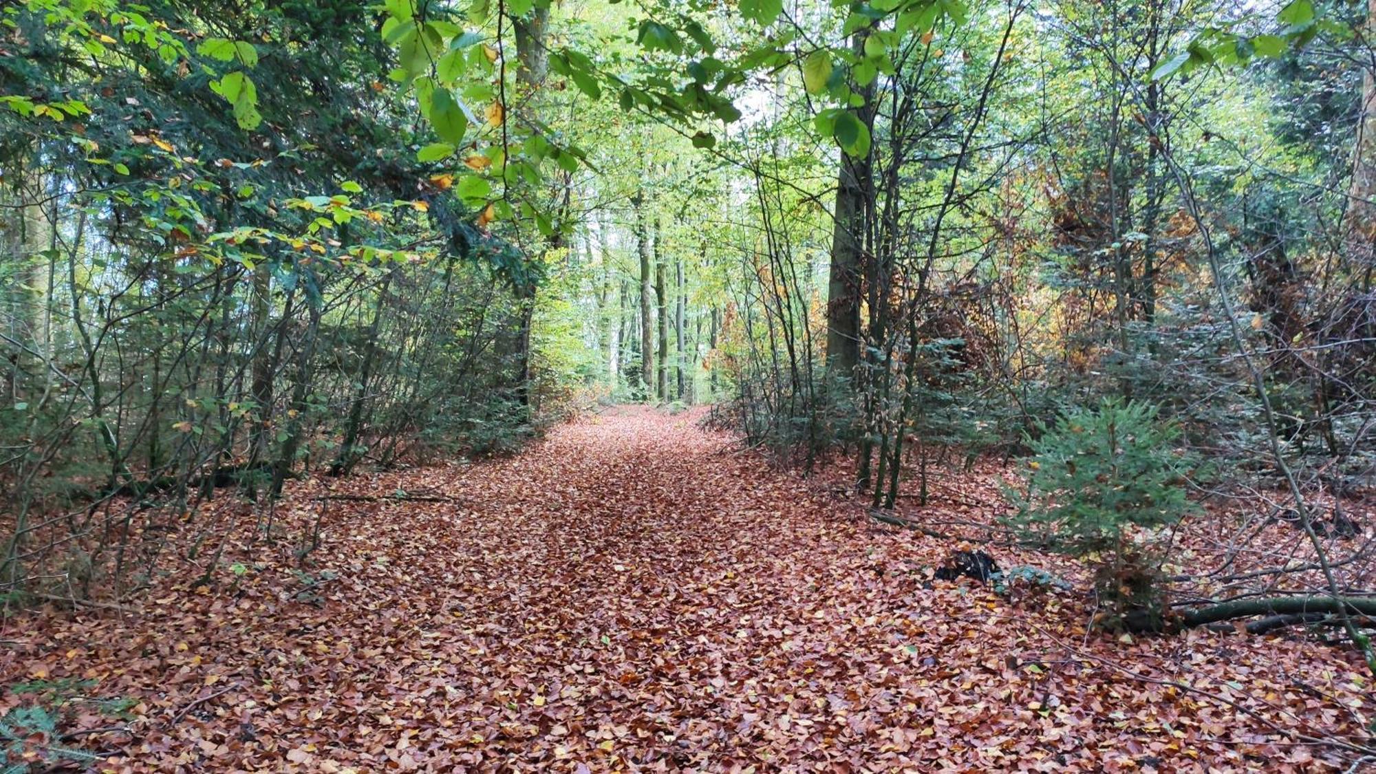 Spacieux Duplex Tout Confort A 200M Des Thermes De Bains-Les-Bains Dans Les Vosges Buitenkant foto